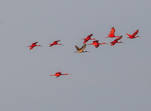 Scarlet Ibis returning to roost, Caroni Swamp, Trinidad